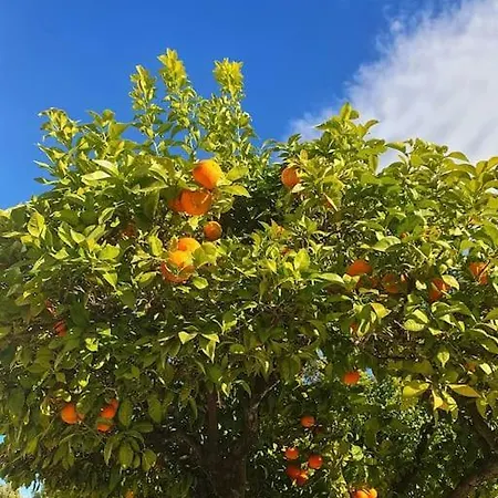 Olive Tree Self-catering Дом отдыха *